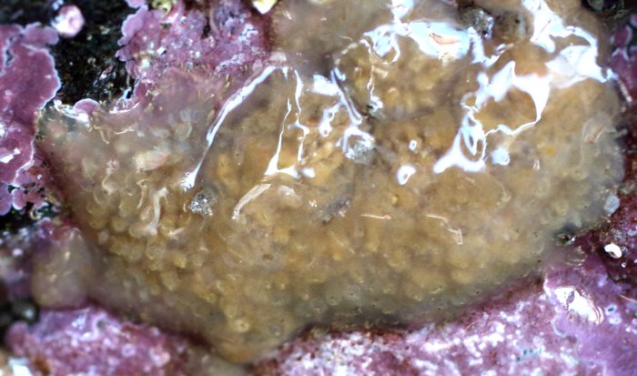 Scientific name -- possible: Eudistoma ritteri