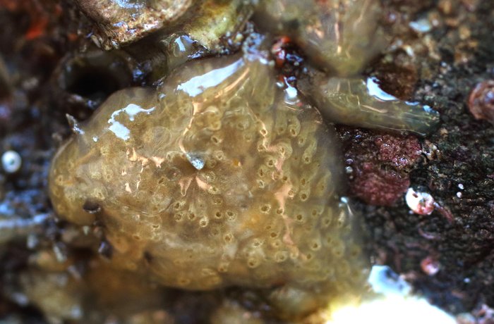 Scientific name -- possible: Eudistoma ritteri