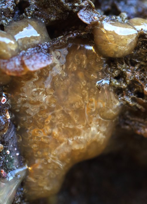 Scientific name -- possible: Eudistoma ritteri