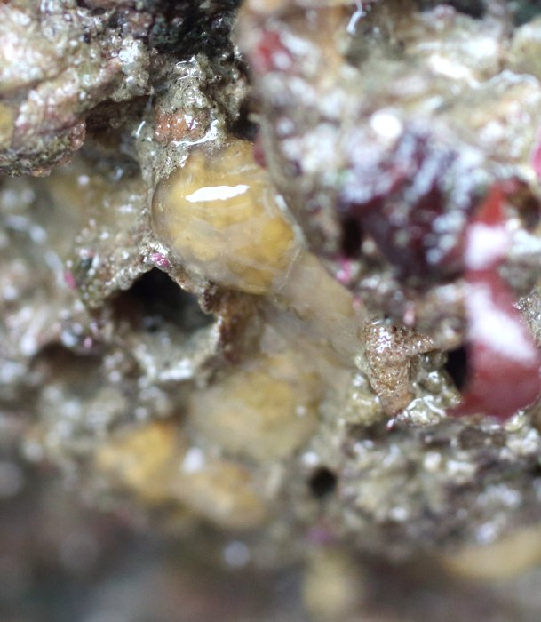 Scientific name -- possible: Eudistoma ritteri