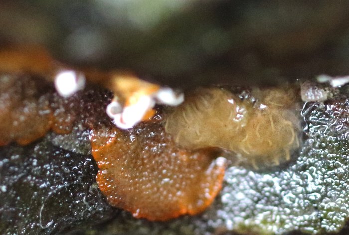 Scientific name -- possible: Eudistoma ritteri