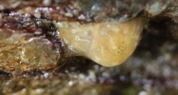 Scientific name -- possible: Eudistoma ritteri