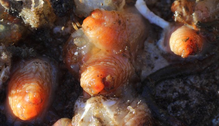 Scientific name -- possible: Styela rustica or Styela coriacea