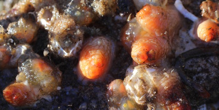 Scientific name -- possible: Styela rustica or Styela coriacea