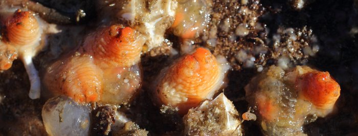 Scientific name -- possible: Styela rustica or Styela coriacea