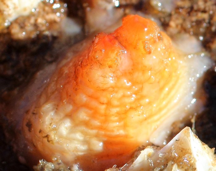 Scientific name -- possible: Styela rustica or Styela coriacea