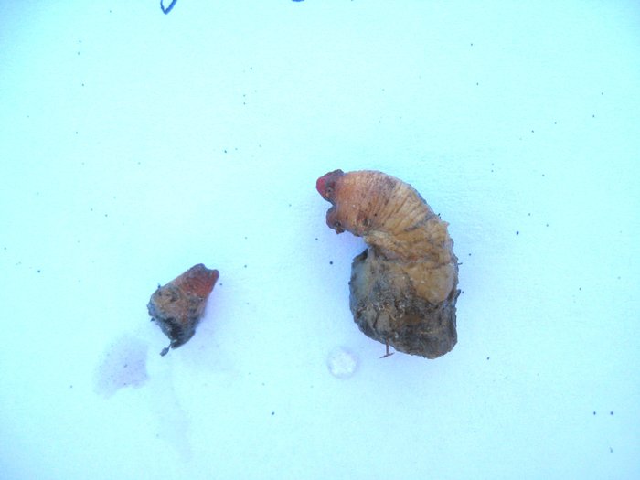 Scientific name -- possible: Styela rustica or Styela coriacea