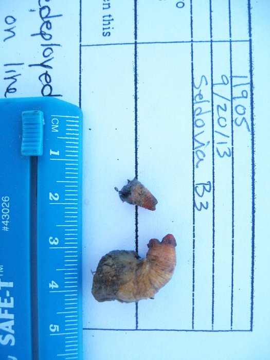 Scientific name -- possible: Styela rustica or Styela coriacea