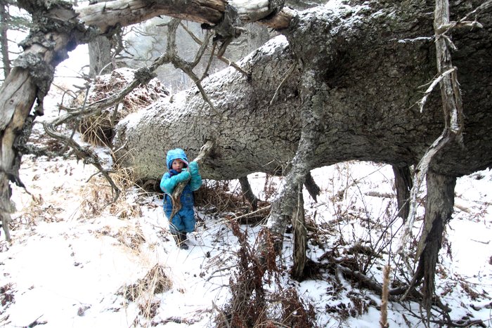 Katmai moves through the obstacles in the forest