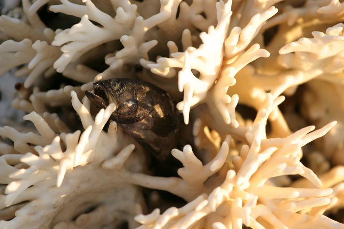 A fish mummified in its coral home after uplift during an earthquake brought it above high tide on Nias Island.