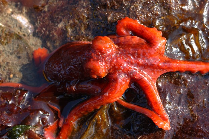 Low tide explorations around Seldovia, on Kachemak Bay