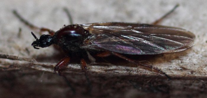 Now I'm keeping my eyes out for new bugs on firewood too.