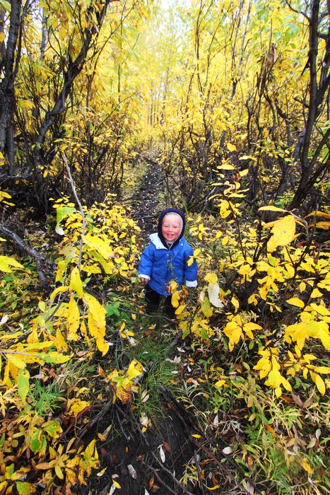 Katmai poses in fall-colored cottonwoods