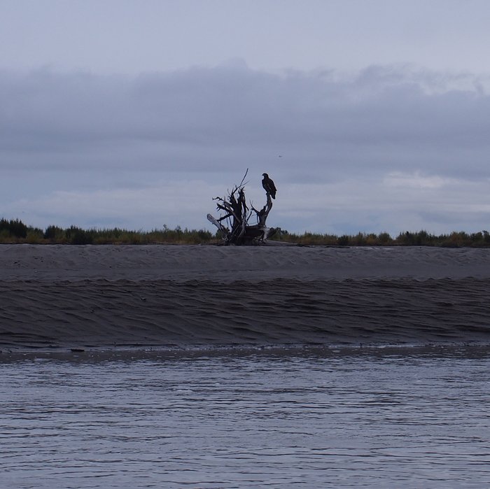 One of many birds on the Susitna