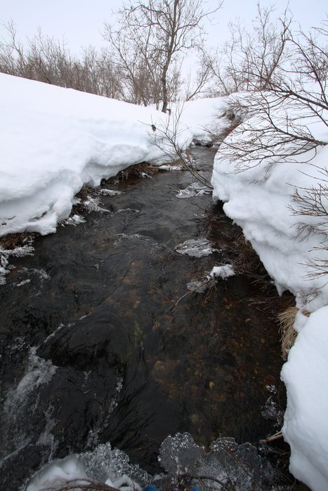 In March, most streams and rivers are frozen, but open water patches (open leads) can form where groundwater enters the stream.
