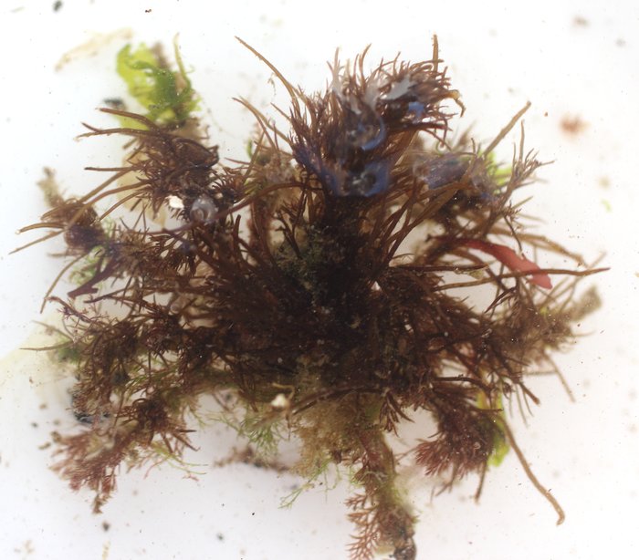 The graceful decorator crab crawled by in the current, looking more like a bit of streaming seaweed than an animal