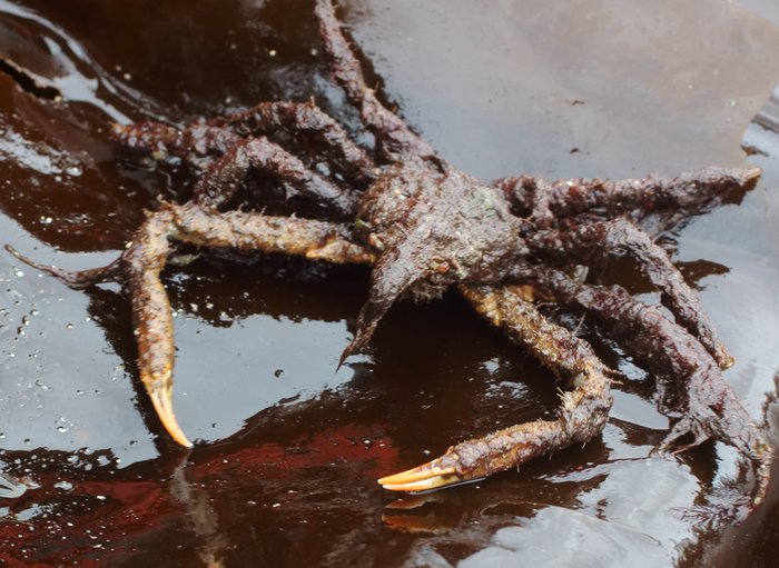 Covered in shorter algae than most, it's easier to see the crab in this decorator crab. It has a much longer nose than the more common kelp crabs.