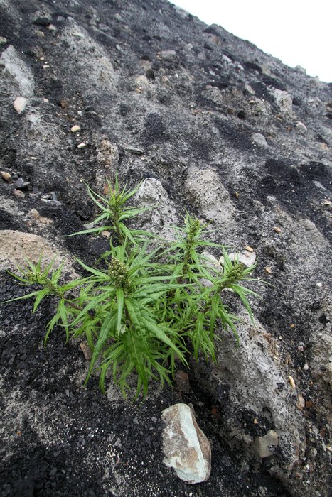 Sediment overlying coal seams is scraped off and dumped in piles to allow mining of coal at Gold Run Pass mine by <a href="http://www.groundtruthtrekking.org/Issues/AlaskaCoal/UsibelliCoalMine.html">Usibelli</a> in Alaska.