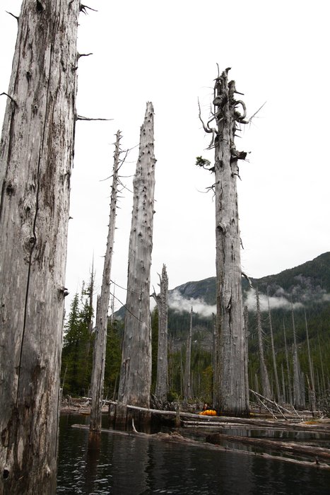 Threading between trees and logs on Cougar Lake, Princess Royal Island.