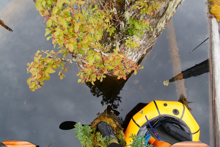View looking down, from atop a stump, sticking out of a lake.