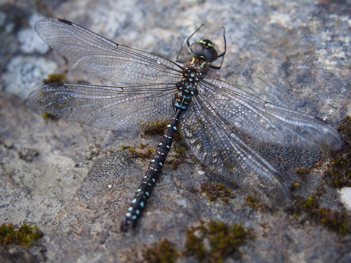Paddle-tailed Darner Dragonfly