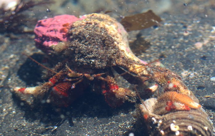 The Bering hermit crab prefers large heavy shells like this hairy triton shell.