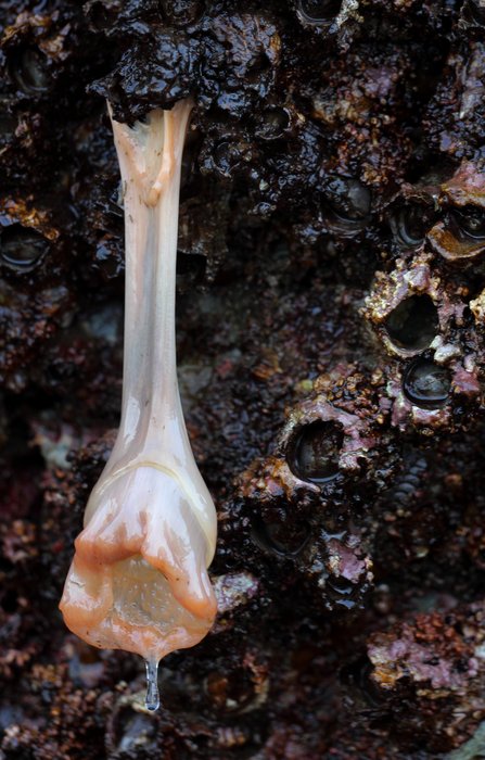 Water dripped from the tip of this pale anemone, suspended far above the retreated tide. 