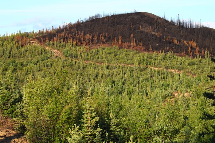 The green forest hardly seems to notice the black carnage just up the hill.
