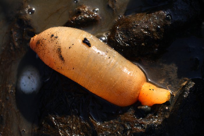 Digging a hole in the muddy sand, these are everywhere.