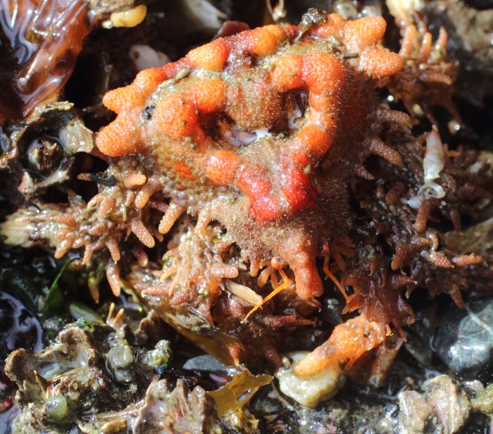 These spiny knobbly crabs have a heart shape on their backs. I only find them at the lowest tides, and they're always a treat.