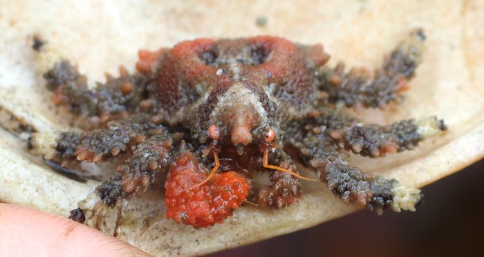 Sometimes heart crabs cling to rocks, not moving while the tide is low. Other times I find them under cobbles