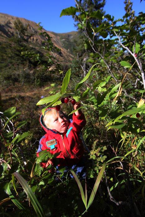 Katmai picking wild berries.