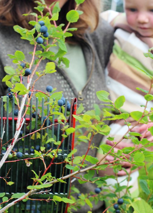 Mom and baby pick blueberries
