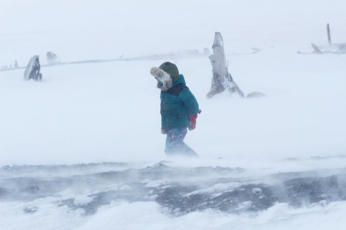 Katmai at a play break, running about and playing in wind-driven snow.