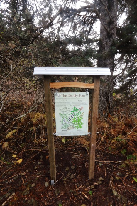 A quick guide to the four most poisonous plants near Seldovia Alaska:  Poison Water Hemlock, Monkshood, Baneberry, and False Hellebore