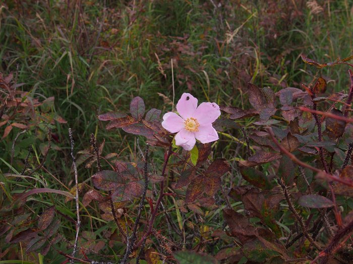 Prickly rose fall bloom