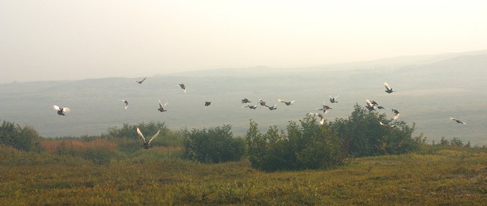 As I walked down the hill above the mining camp, I startled a large flock of ptarmigan.