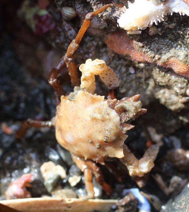 A mostly white graceful kelp crab