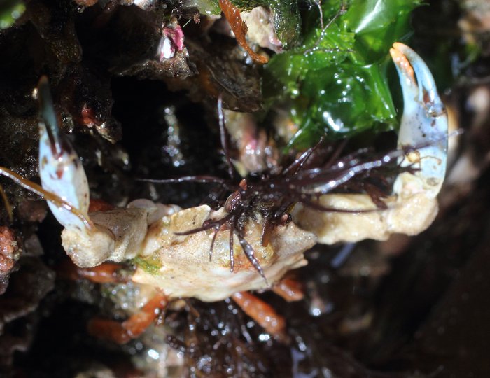 The graceful kelp crab may clutch tightly to the side of a boulder, nearly invisible and waiting for high tide. This one has a pretty blue color near its claws, which have orange tips, like all members of this species.