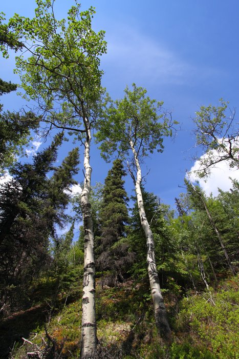 Aspen trees intermingle with black spruce along the north edge of the Alaska range.