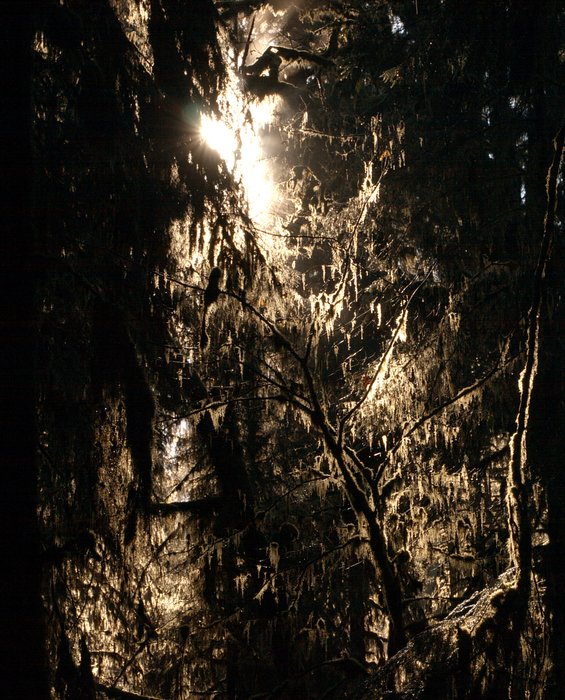 Photos from two hikes along the Queets River in 2004 and 2006.