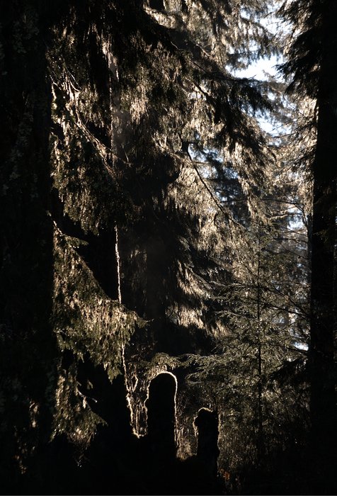 Photos from two hikes along the Queets River in 2004 and 2006.