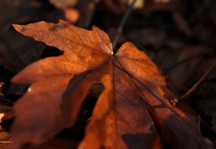 Photos from two hikes along the Queets River in 2004 and 2006.