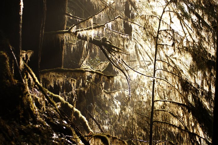 Photos from two hikes along the Queets River in 2004 and 2006.