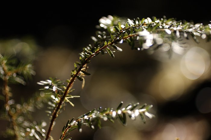 Photos from two hikes along the Queets River in 2004 and 2006.