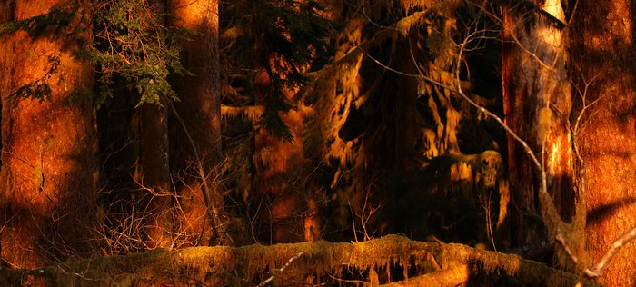 Photos from two hikes along the Queets River in 2004 and 2006.