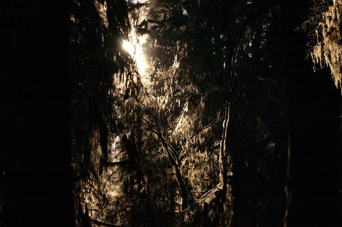 Photos from two hikes along the Queets River in 2004 and 2006.