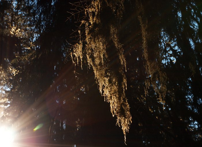 Photos from two hikes along the Queets River in 2004 and 2006.