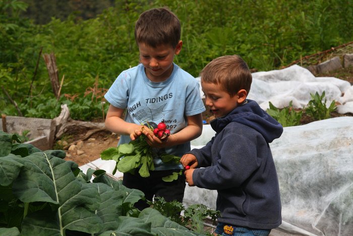 visiting neighbors help pull an abundance of radishes at the end of June