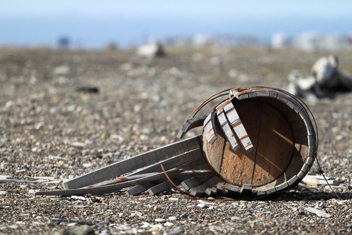 The remains of a more primitive relative of Alaska's State Flower.